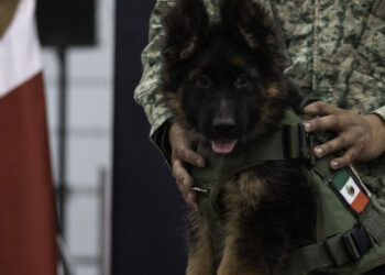 Arkadas se llamará el cachorrito que Turquía donó a México, en honor a Proteo,