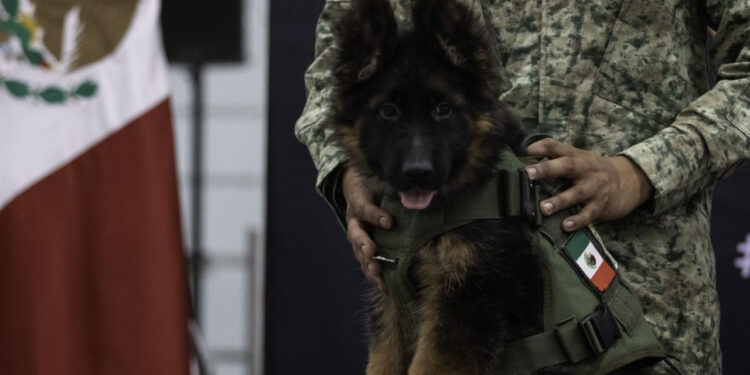 Arkadas se llamará el cachorrito que Turquía donó a México, en honor a Proteo,