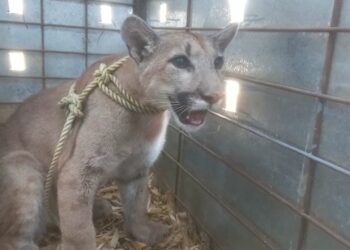Rescata Ostok puma abandonado en una construcción