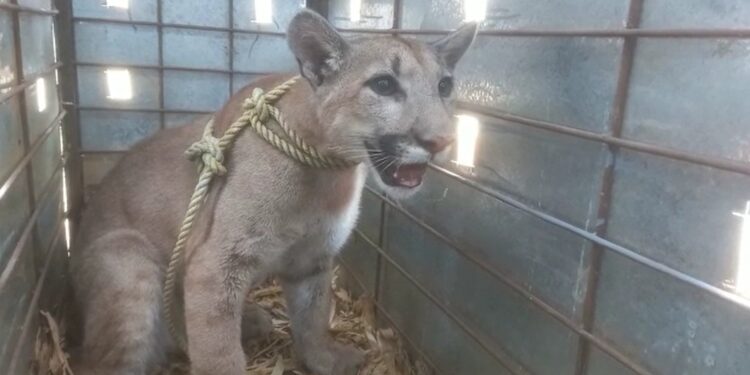 Rescata Ostok puma abandonado en una construcción