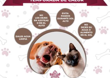Ante las altas temperaturas, Gobierno de Mazatlán llama a proteger a las mascotas