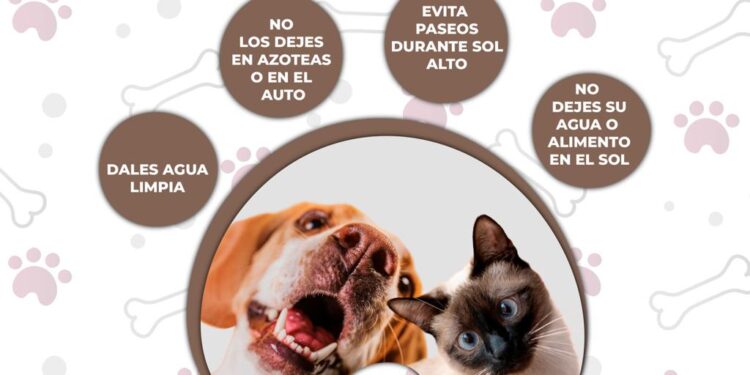 Ante las altas temperaturas, Gobierno de Mazatlán llama a proteger a las mascotas