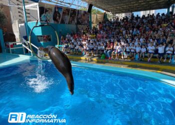 Alcalde Mazatlán satisfecho con que lobos y pingüinos se queden en el puerto