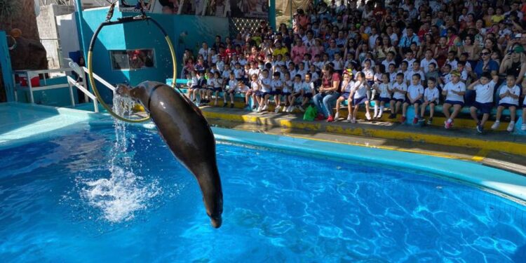 Alcalde Mazatlán satisfecho con que lobos y pingüinos se queden en el puerto