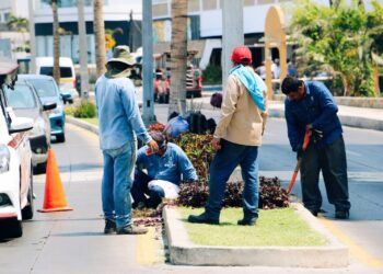 Dan mantenimiento a jardinería y palapas del paseo costero previo a las lluvias