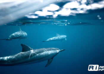 8 de junio: Día Mundial de los Océanos