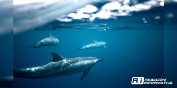 8 de junio: Día Mundial de los Océanos