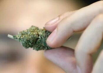 Crece el interés para desarrollar la industria de la marihuana en México