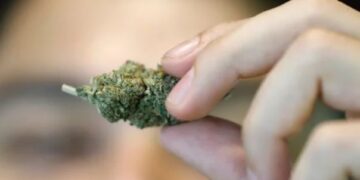 Crece el interés para desarrollar la industria de la marihuana en México