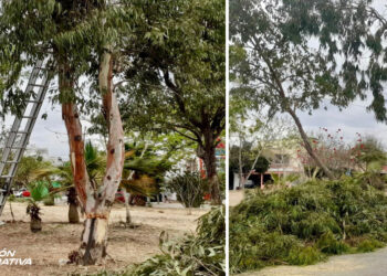 Atiende Servicios Públicos poda de árboles de gran dimensión que eran un peligro para habitantes de Valle Dorado