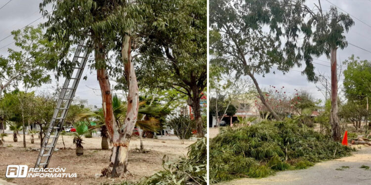 Atiende Servicios Públicos poda de árboles de gran dimensión que eran un peligro para habitantes de Valle Dorado