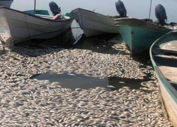 Aparecen cientos de sardinas muertas en costas de Sinaloa