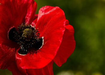 Piden legalizar amapola con fines medicinales; fracasó prohibición, dicen