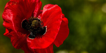Piden legalizar amapola con fines medicinales; fracasó prohibición, dicen