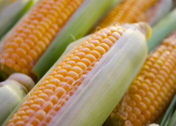 Canadá se une a consultas de EE.UU. contra México por maíz transgénico