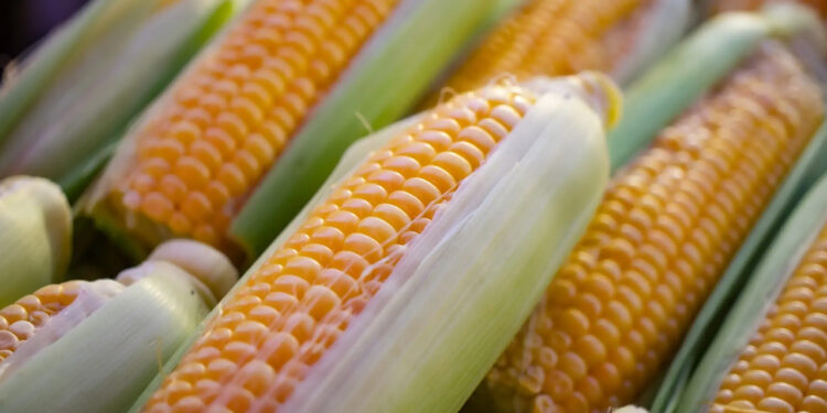 Canadá se une a consultas de EE.UU. contra México por maíz transgénico