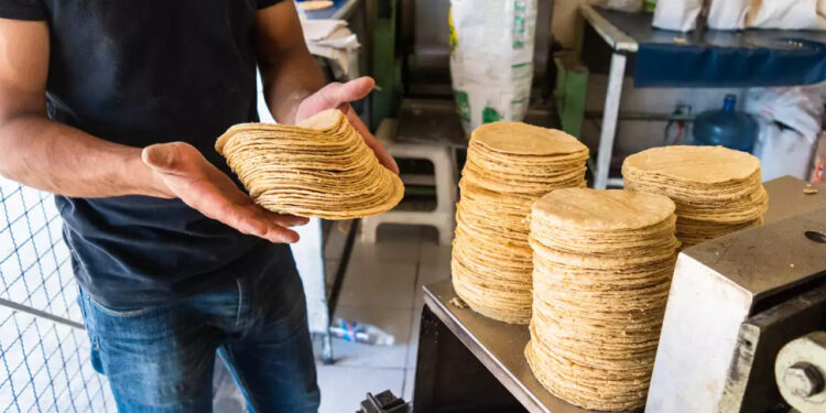 AMLO exigirá a las tortillerías usar solo maíz blanco