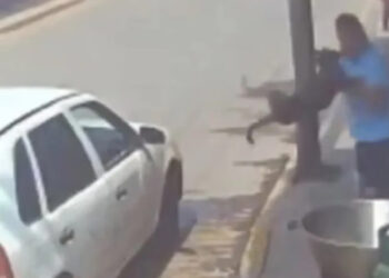 AMLO enviará al Congreso iniciativas de protección a los animales y de pensiones