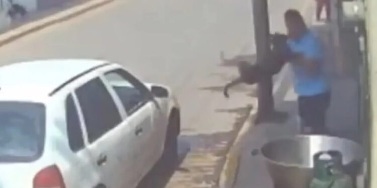 AMLO enviará al Congreso iniciativas de protección a los animales y de pensiones