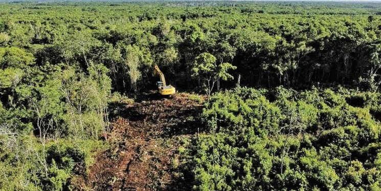 Ambientalistas exigen que Profepa verifique acatamiento de suspensión judicial en obras del Tren Maya