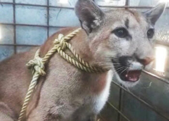 Abandonan a cachorro de puma en Sinaloa, estaba en casa en obra