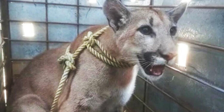 Abandonan a cachorro de puma en Sinaloa, estaba en casa en obra