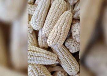 Concaem alerta repercusiones al frenar entrada a México del maíz transgénico