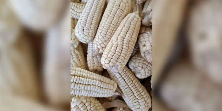 Concaem alerta repercusiones al frenar entrada a México del maíz transgénico