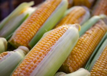 Canadá se une a EU en nueva controversia contra México por maíz transgénico