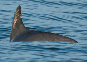 Dos crías de vaquita marina ubicadas entre 13 ejemplares en el Alto Golfo de California