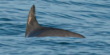 Dos crías de vaquita marina ubicadas entre 13 ejemplares en el Alto Golfo de California