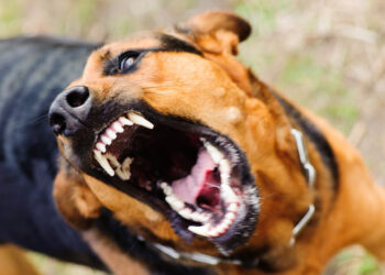 Mujer pierde un dedo tras ser atacada por un perro