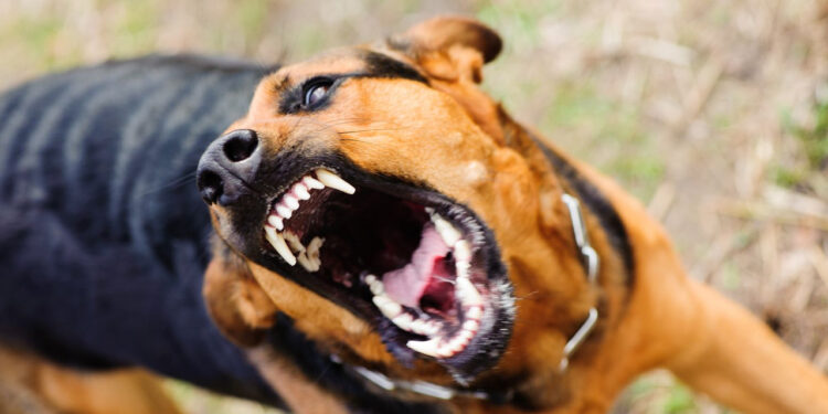 Mujer pierde un dedo tras ser atacada por un perro