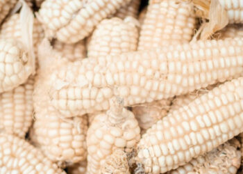 Maíz blanco, en la encrucijada por precios y transgénicos