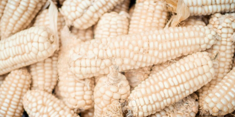 Maíz blanco, en la encrucijada por precios y transgénicos