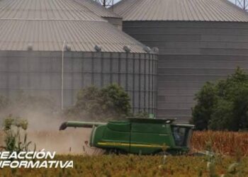 Grandes industriales ya han comprado 1.5 millones de toneladas de maíz blanco: Ramón Gallegos