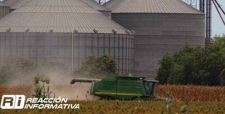 Grandes industriales ya han comprado 1.5 millones de toneladas de maíz blanco: Ramón Gallegos