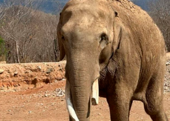 ¡Amor del bueno! Estos son Bireki y Big Bogy, los elefantes enamorados que se casarán en Sinaloa