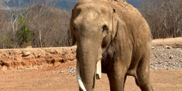 ¡Amor del bueno! Estos son Bireki y Big Bogy, los elefantes enamorados que se casarán en Sinaloa