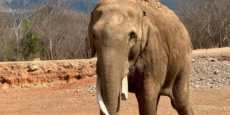 ¡Amor del bueno! Estos son Bireki y Big Bogy, los elefantes enamorados que se casarán en Sinaloa