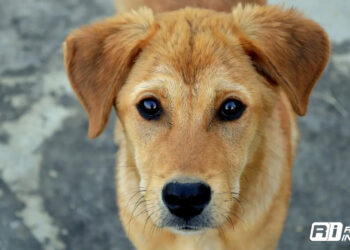 Asesino de perros es condenado a 4 años de cárcel; la sentencia más alta