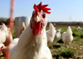 OMS plantea desarrollar vacunas experimentales contra infección humana de gripe aviar