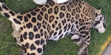 Atropellan a jaguar en carretera Playa del Carmen Tulum; se querían llevar el cuerpo