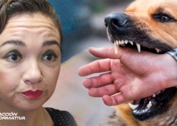 Dueños de perros bravos deben responder por daños causados