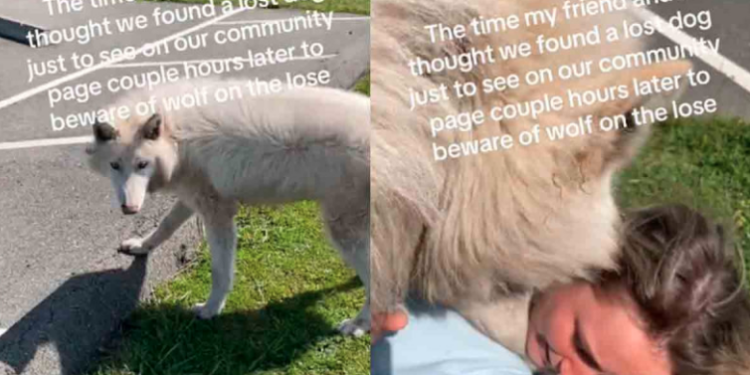 Jóvenes confunden a un lobo con un perrito y hasta juegan con él