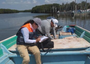 Levantan veda sanitaria de moluscos bivalvos en Altata