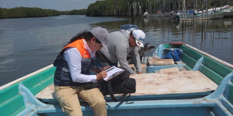 Levantan veda sanitaria de moluscos bivalvos en Altata