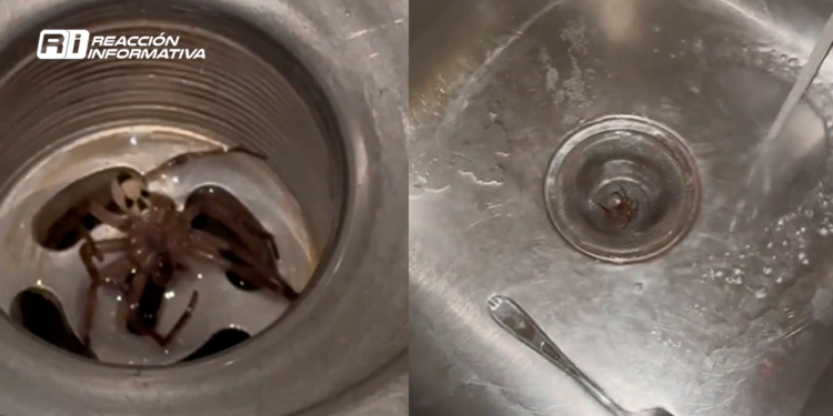 Esa araña está muy fea: Mujer encuentra araña con una calavera en su casa