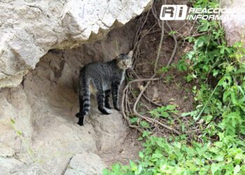 Ecología Municipal mantiene activa la campaña de “tenencia responsable”