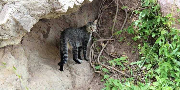 Ecología Municipal mantiene activa la campaña de “tenencia responsable”